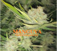 MANGUVA